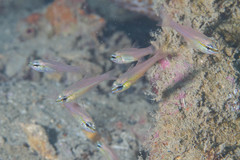 Ostorhinchus apogonoides