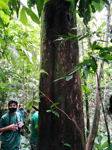 British Honduras yellowwood