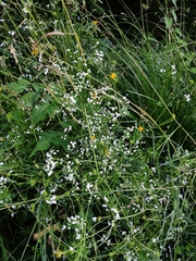 Galium uliginosum