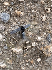 Liometopum apiculatum