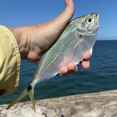 Chloroscombrus chrysurus