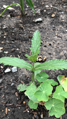 Verbena bonariensis