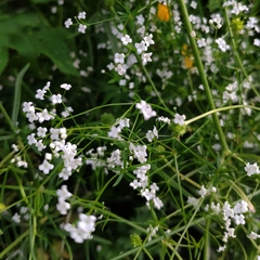 Galium uliginosum