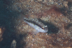 Asterropteryx striata