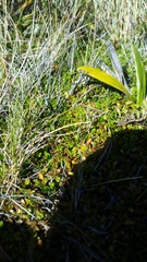 Coprosma perpusilla perpusilla