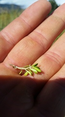 Coprosma perpusilla perpusilla