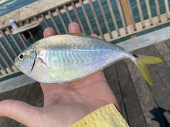 Chloroscombrus chrysurus