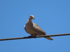 Streptopelia decaocto
