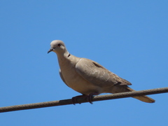 Streptopelia decaocto
