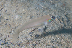 Valenciennea randalli