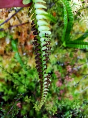 Nephrolepis flexuosa