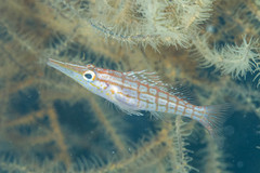Oxycirrhites typus