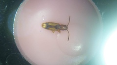 Cryptamorpha desjardinsi