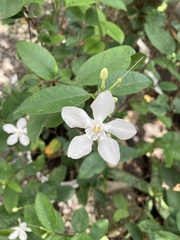 Wrightia antidysenterica