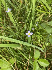 Houstonia serpyllifolia