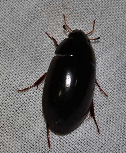 Hydrochara soror photo 5