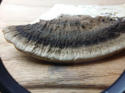 Trametes cubensis