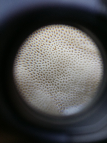 Trametes cubensis