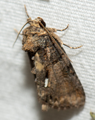 Chytonix