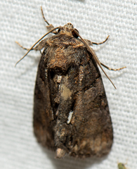Chytonix