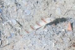 Amblyeleotris arcupinna