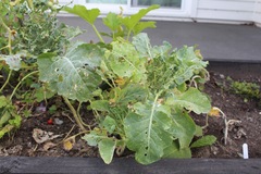 Brassica oleracea italica