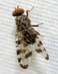 Pseudotephritis