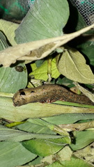 Spodoptera cosmioides