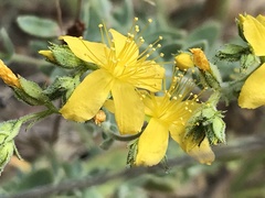 Hypericum tomentosum