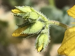Hypericum tomentosum