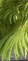 Matteuccia struthiopteris