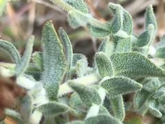 Hypericum tomentosum