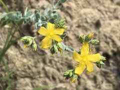 Hypericum tomentosum