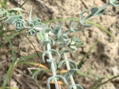 Hypericum tomentosum