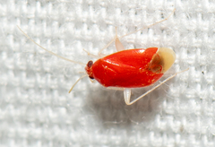 Sthenaropsidea mcateei