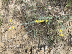 Hypericum tomentosum