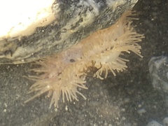 Eupentacta quinquesemita