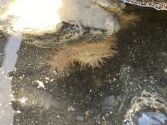 Eupentacta quinquesemita