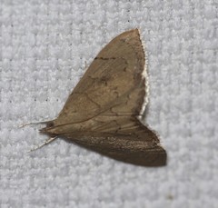 Hyalobathra crenulata