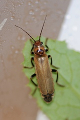 Cantharis rufa