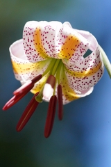 Lilium kelloggii