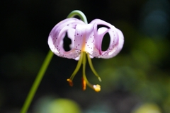 Lilium kelloggii