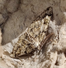 Cleorodes lichenaria