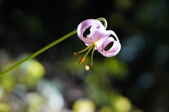 Lilium kelloggii
