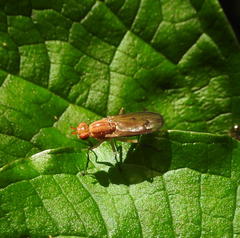 Tetanocera plebeja