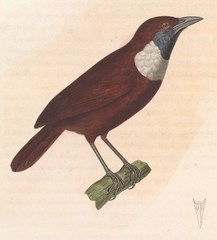 White-Bibbed Babbler photo 2