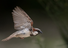 Passer domesticus