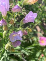 Penstemon lyallii