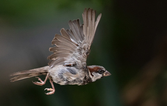 Passer domesticus