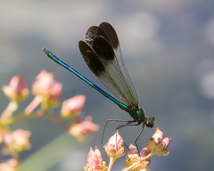 Calopteryx aequabilis